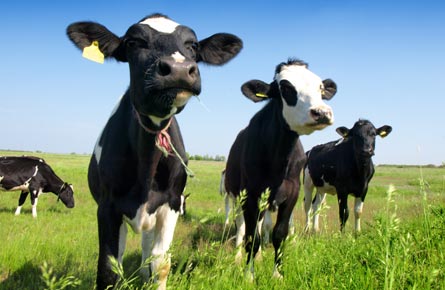 Ireland's largest Livestock Auctioneers