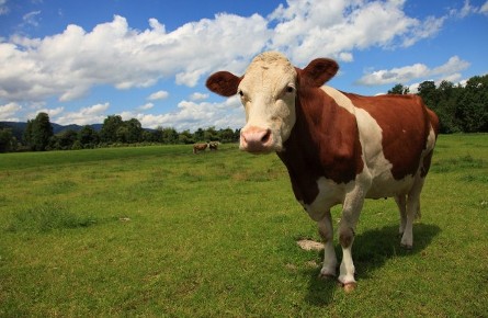 We sell 190,000 Cattle & Calves every year